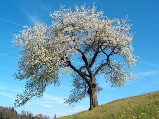 A Wild Cherry (Prunus avium) in flower