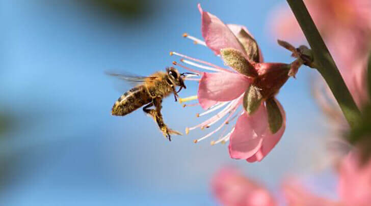 biodiversity